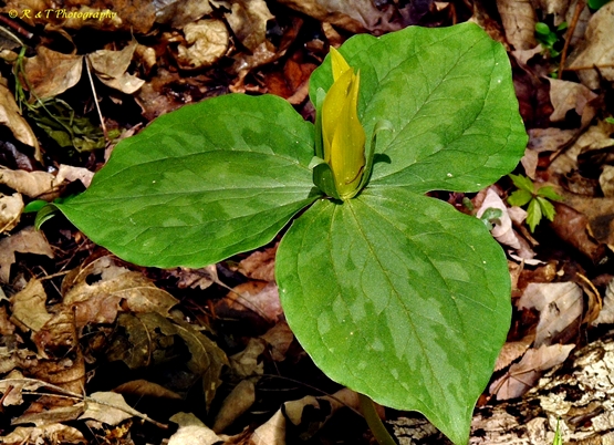 {Trillium luteum}